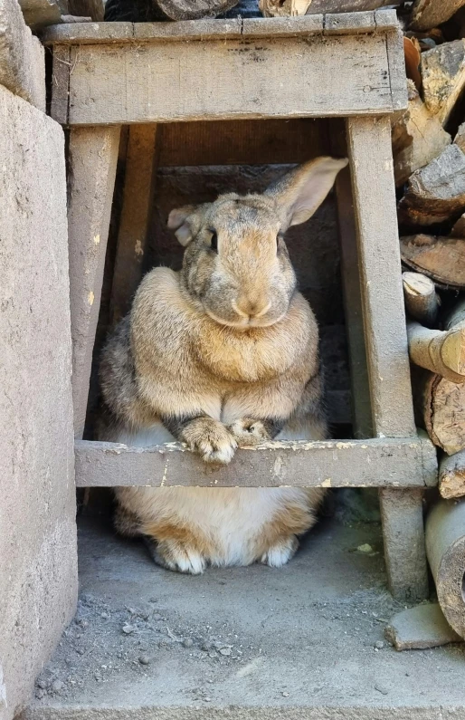 a fluffy white rabbit sits inside of a shed