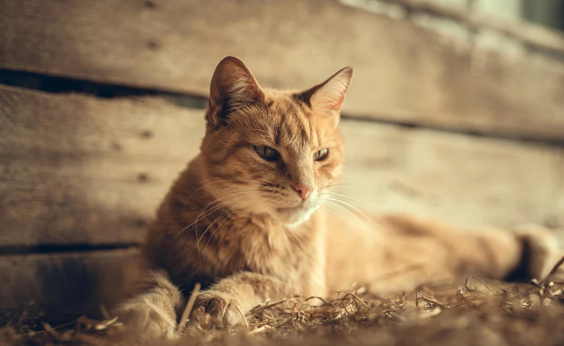 an orange cat is sitting in the sunlight