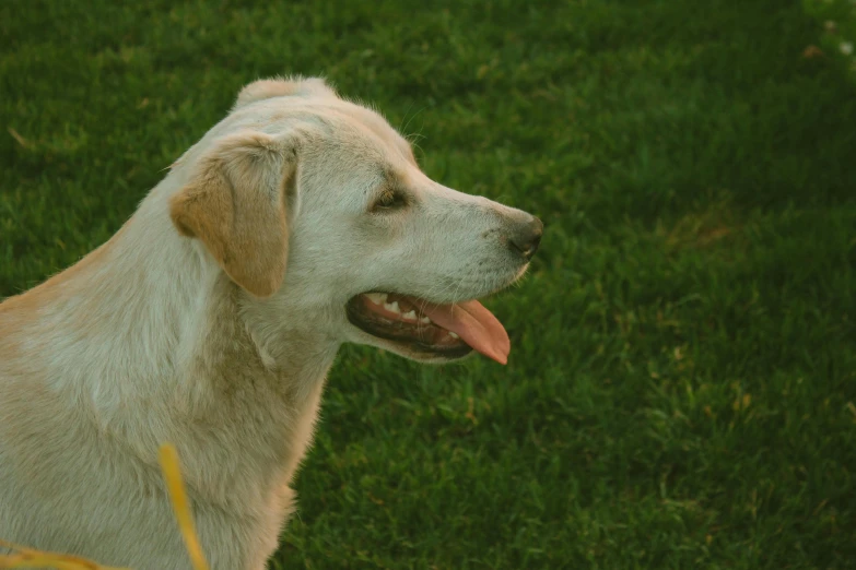 the dog has a long tongue out in the field