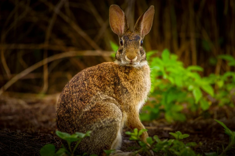 the small rabbit sits on the ground and looks to his right