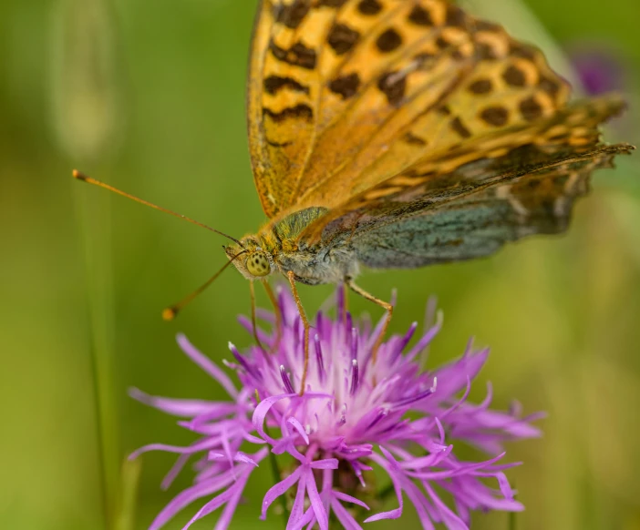 a brown and yellow erfly is on top of a pink flower