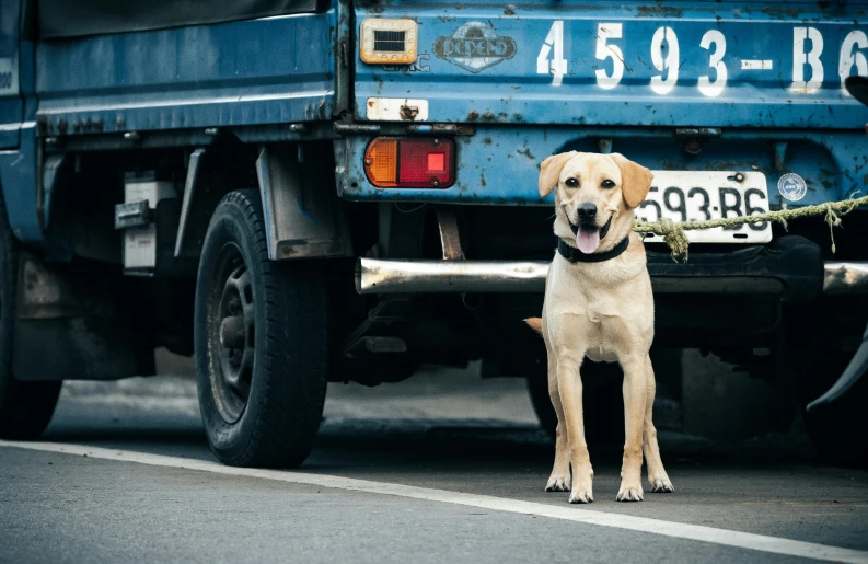 a dog sitting behind a truck on the street