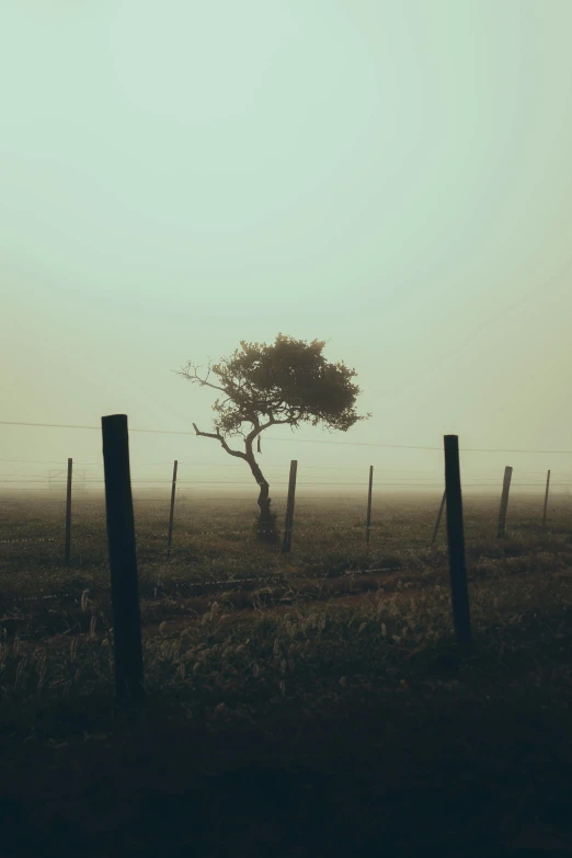 the fence and tree are silhouetted against the sky