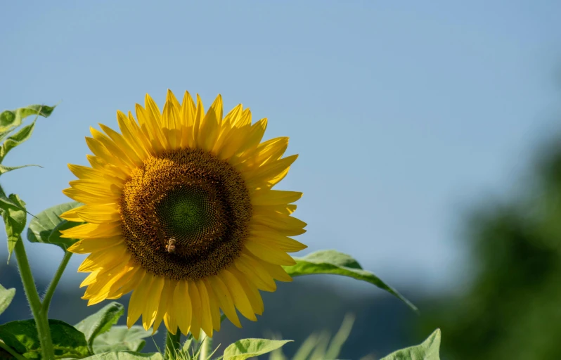 a very large sunflower with very many leaves in the sun