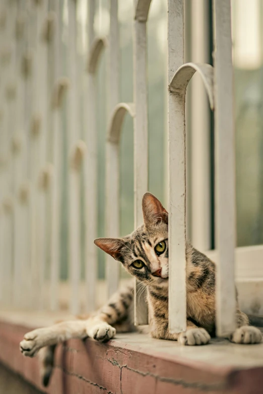 a cat is peering out the side window of a house