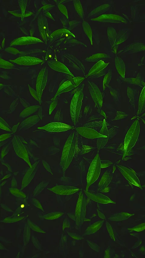 a close up image of some green leaves