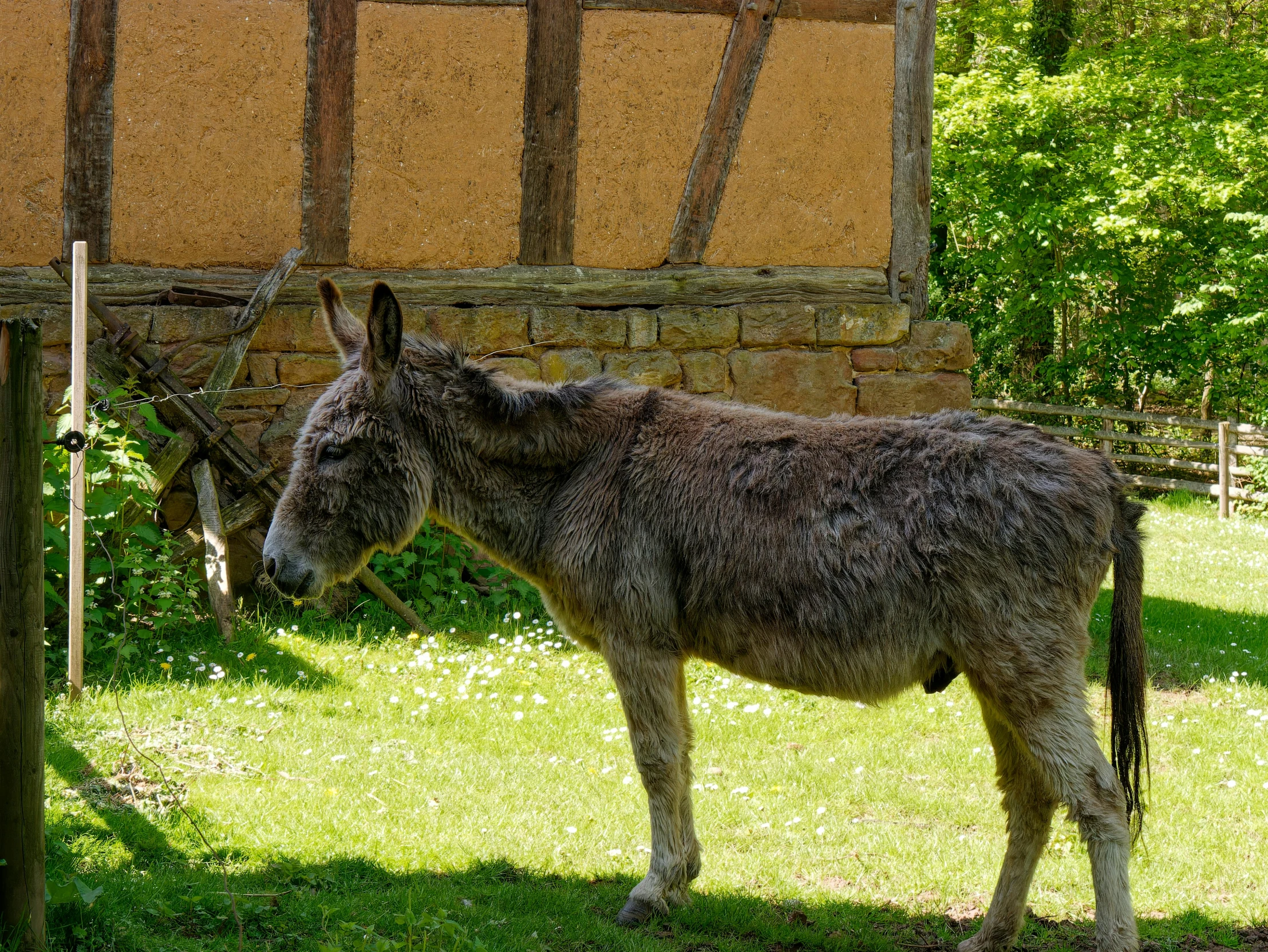 a donkey standing in the shade by a building