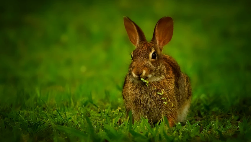 a rabbit is looking out from its burrit in the grass