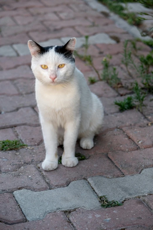 a white and gray cat sitting on the sidewalk