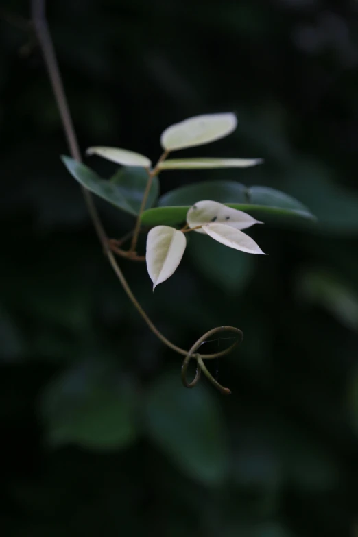 some white flowers that are growing out of the ground