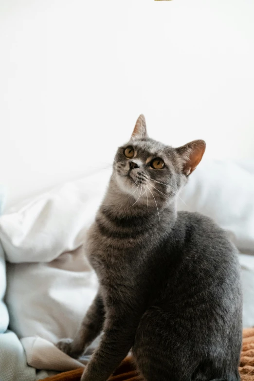 a grey cat sits on a white bed sheet