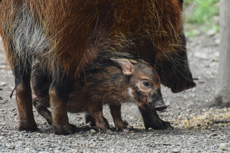 mother and baby animal walking on the ground