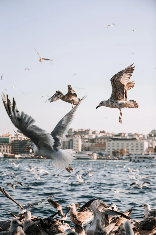 a flock of birds flying over water near a city