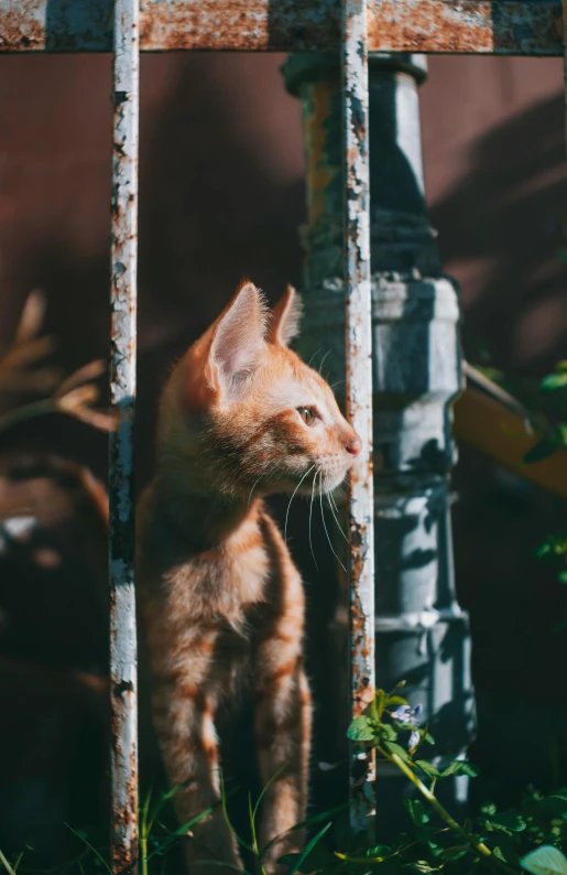 a close up of a cat behind bars