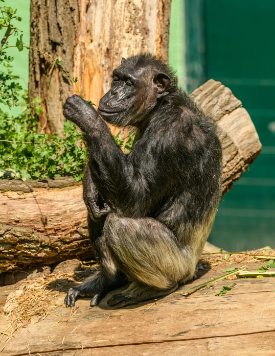 the monkey is sitting on a log and holding soing