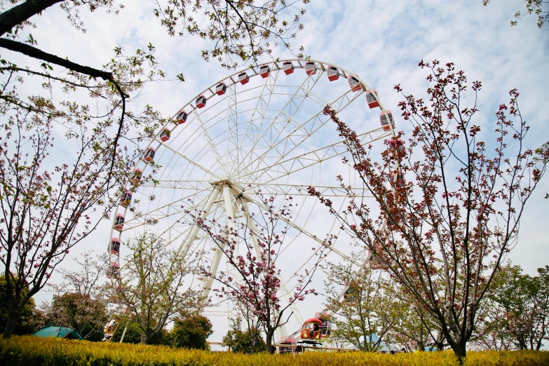 a large ferris wheel surrounded by tall trees