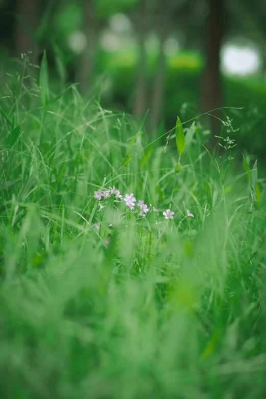 white daisies in a green grassy area next to trees