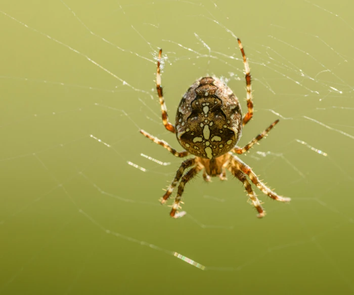 a bug sits in a water covered with spider web