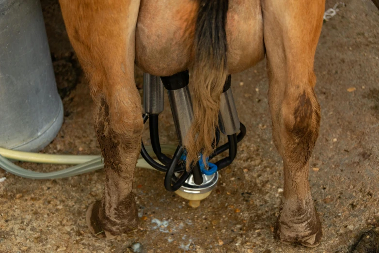 a horse has its legs bent to the ground