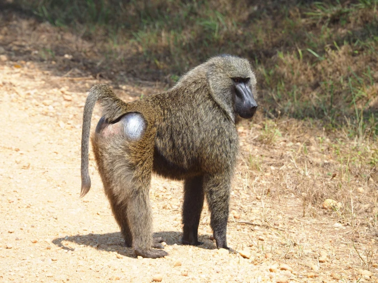 an animal standing in the dirt and grass