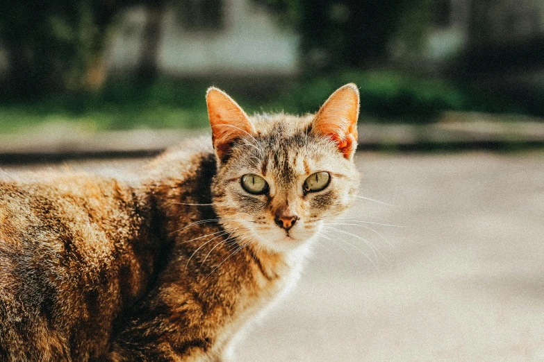 a cat that is looking at the camera