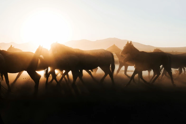 many horses walk together through the dust at sunset