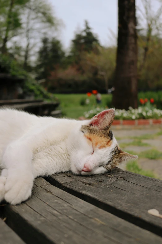a cat rests his head on a picnic table