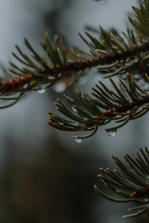 pine tree nch with drops of rain on it