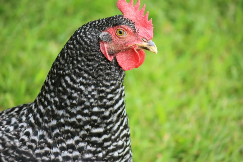 the head of a rooster standing in a field