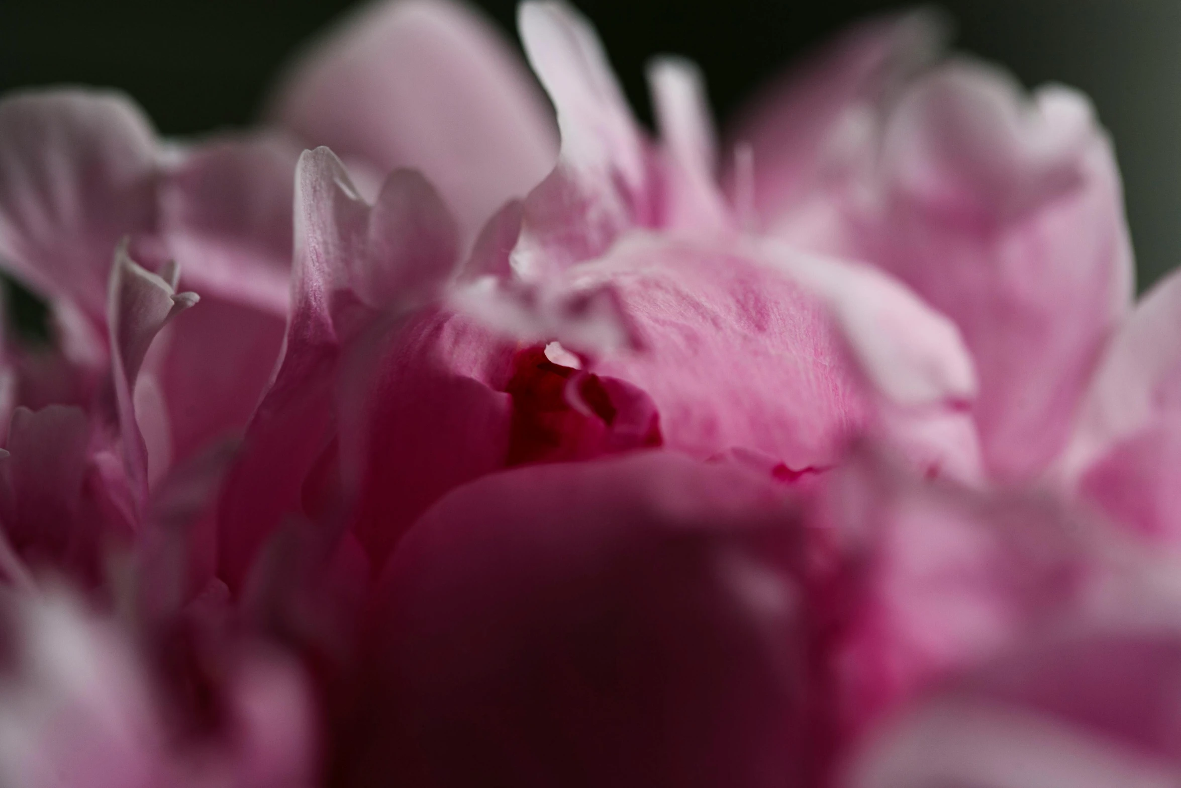 a closeup picture of a large pink flower