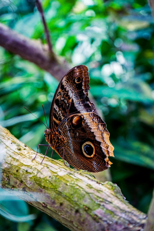 a erfly on the tip of a tree nch