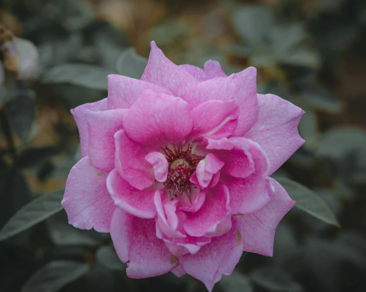 a pink flower blooming in the middle of a garden