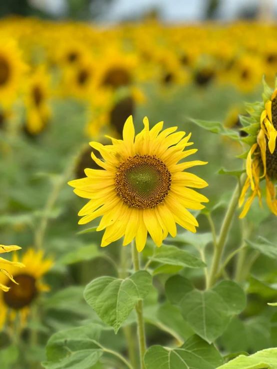 a large sunflower standing alone in a sunflower patch