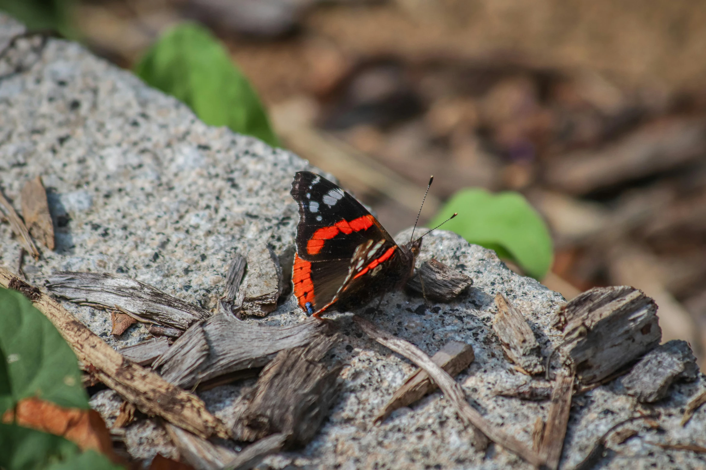 a red and black erfly on a rock