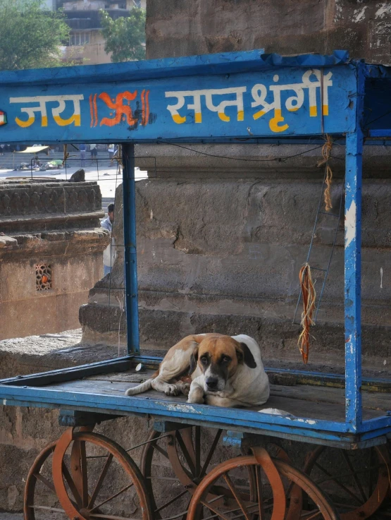 a dog laying on a cart with his head on the back