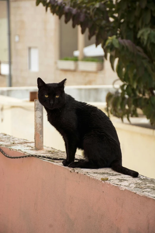 the black cat is sitting on the roof