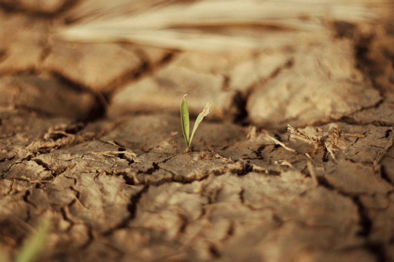 a plant is sprout up in the middle of a ed area