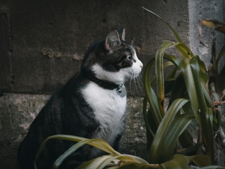 a grey, white and black cat standing in front of a plant