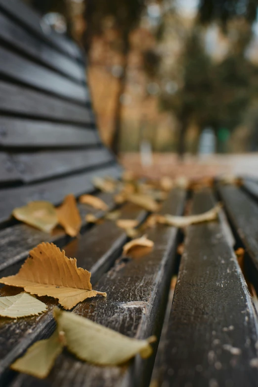 a wooden bench with autumn leaves on it