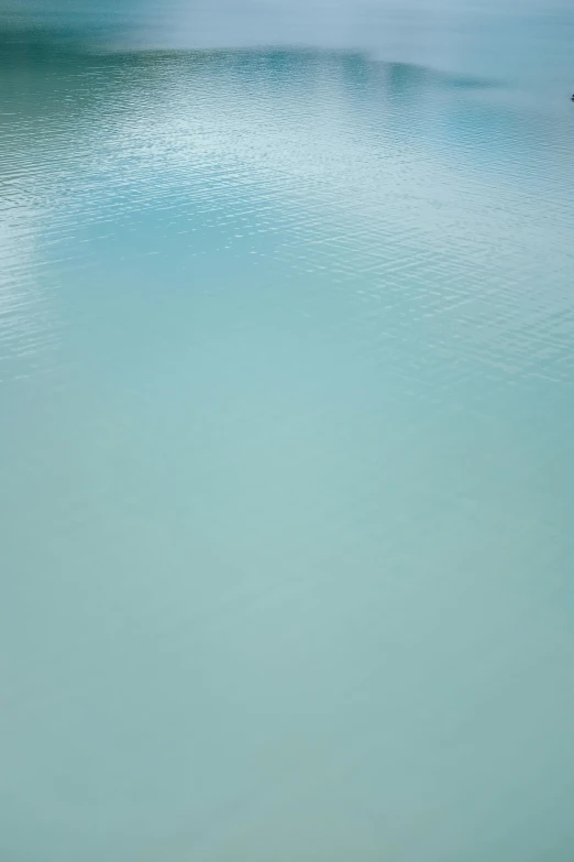 a lone seagull sits in a large pond