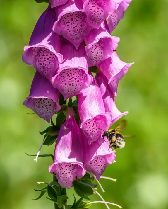 a bee hovers below a purple flower