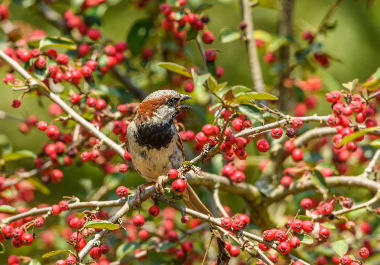 a bird perched on the nch of a tree with red berries