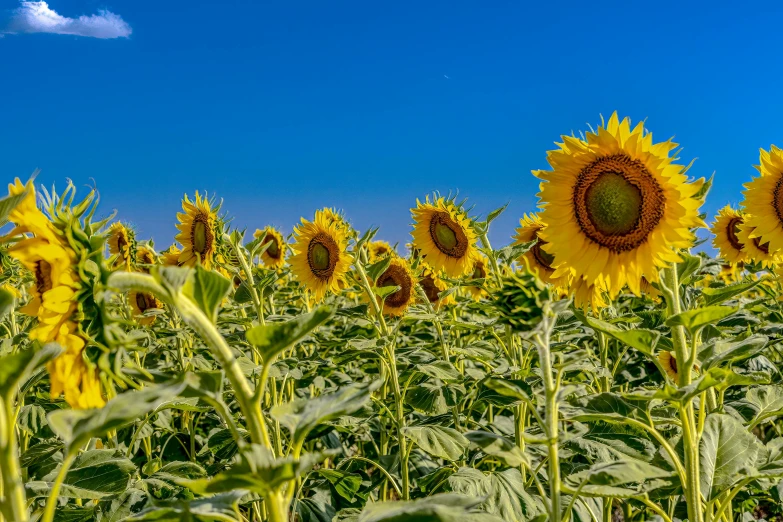 a field with sunflowers in the middle of it