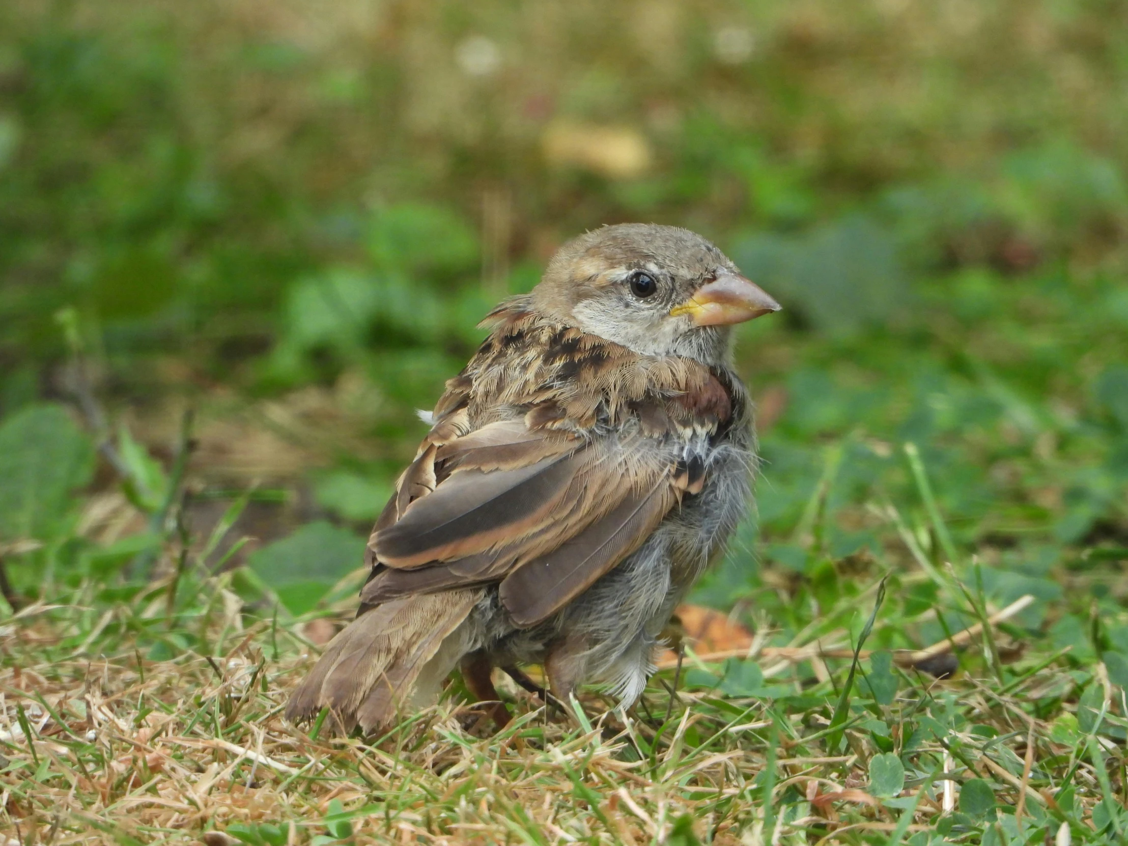 an animal with a brown  sitting in grass