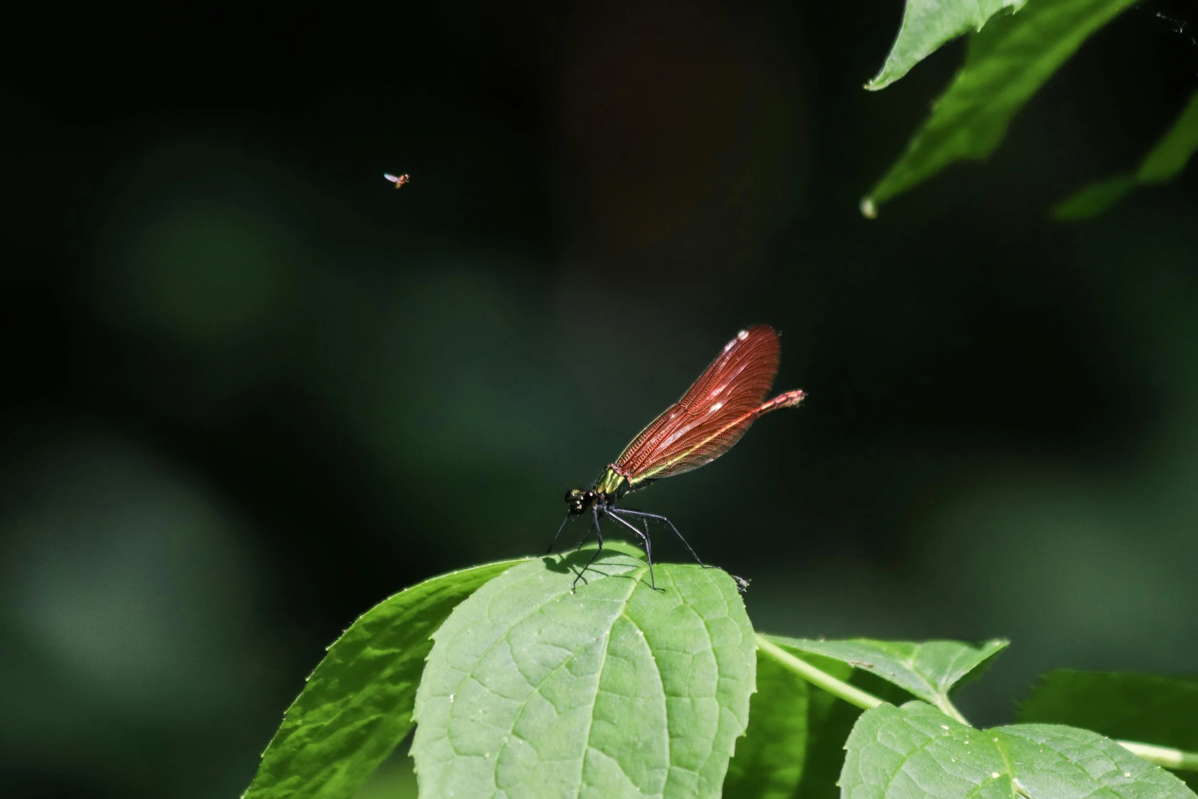 two red flies fly over the green leaves