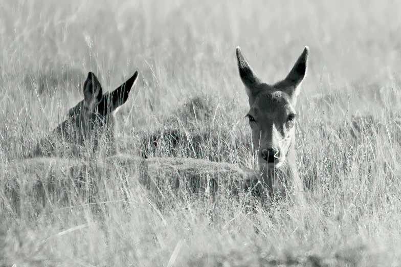 two small deers standing in a field of tall grass