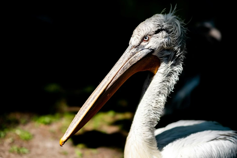 an image of a bird with large eyes