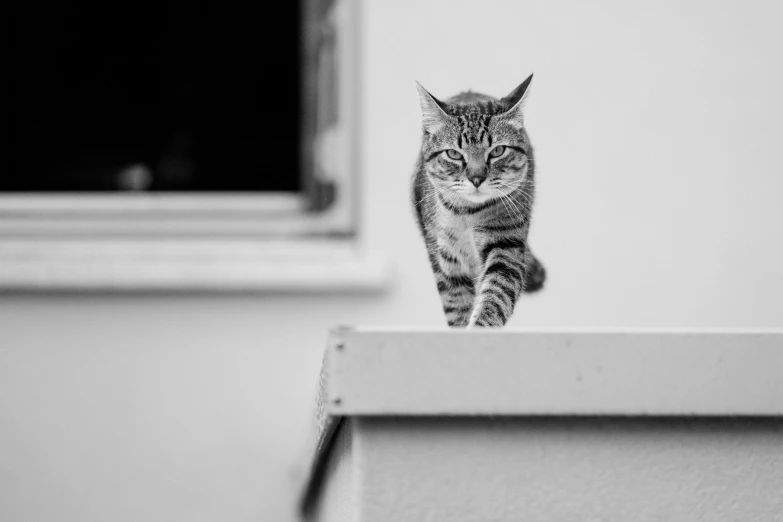 a black and white po of a cat on a ledge