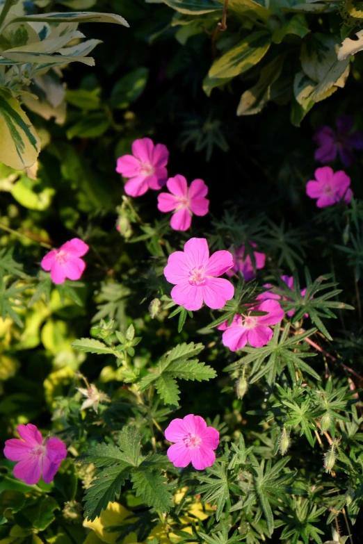 several flowers that are growing in the ground