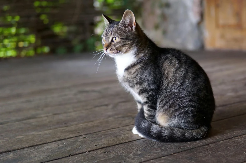 an image of a cat on the wooden deck